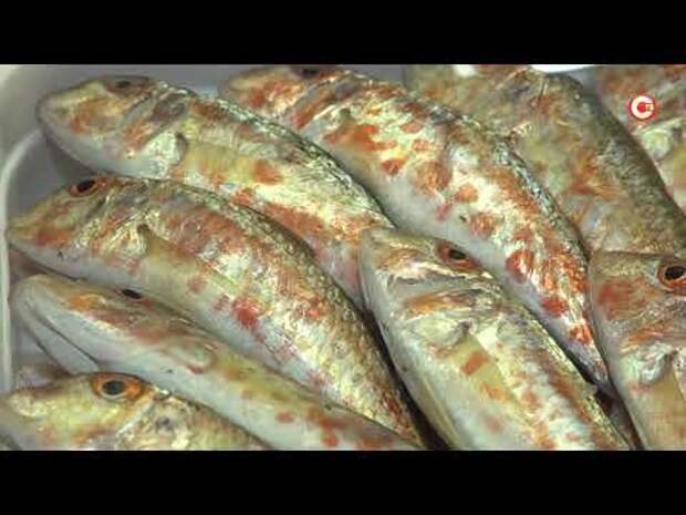 Рыбодобывающие предприятия Севастополя делают скидки на свою продукцию для жителей города (СЮЖЕТ)