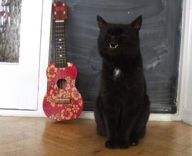 My cat is sad