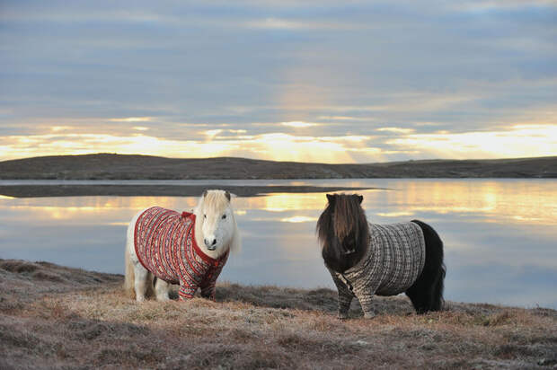 Shetlandskie_poni_odeli_svitera3