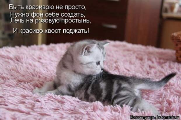 Котоматрица на Бугаге (34 фото)