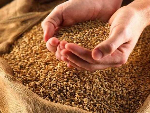 Украина предлагает «компромисс» Польше, Венгрии и Словакии касательно экспорта зерна