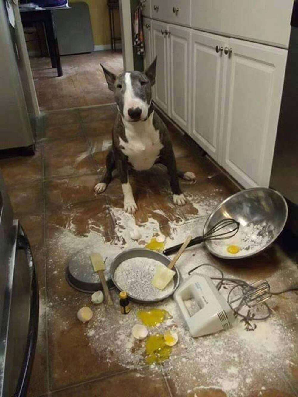Смешные собаки на кухне