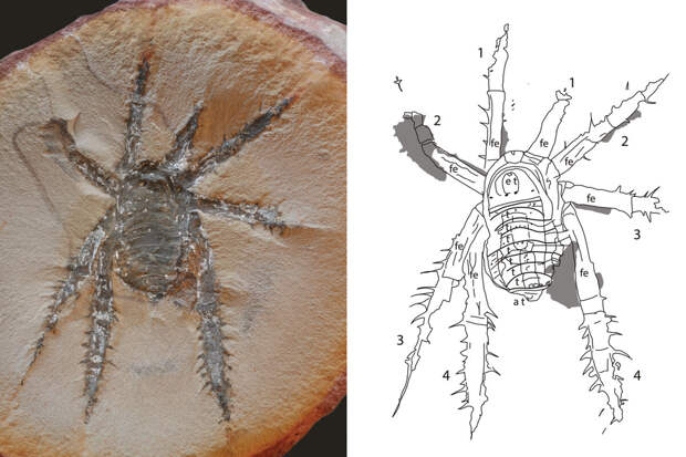 JP: покрытые шипами пауки Douglassarachne жили на Земле 308 млн лет назад