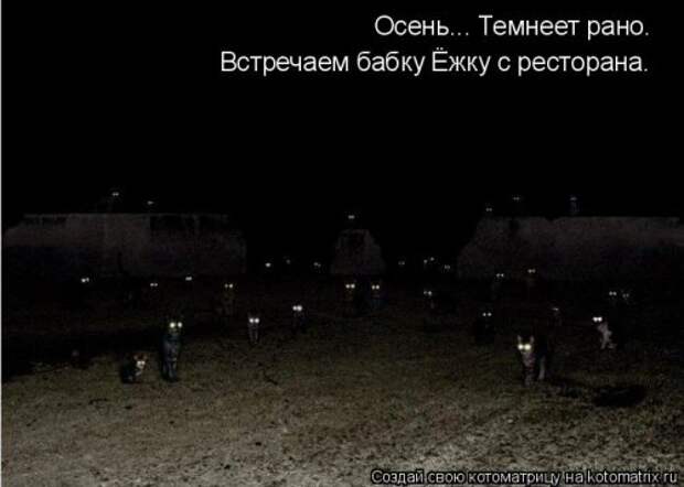 Новая котоматрица на Бугаге (39 фото)