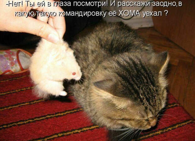 Смешные животные из КотоМатрицы (49 шт.)