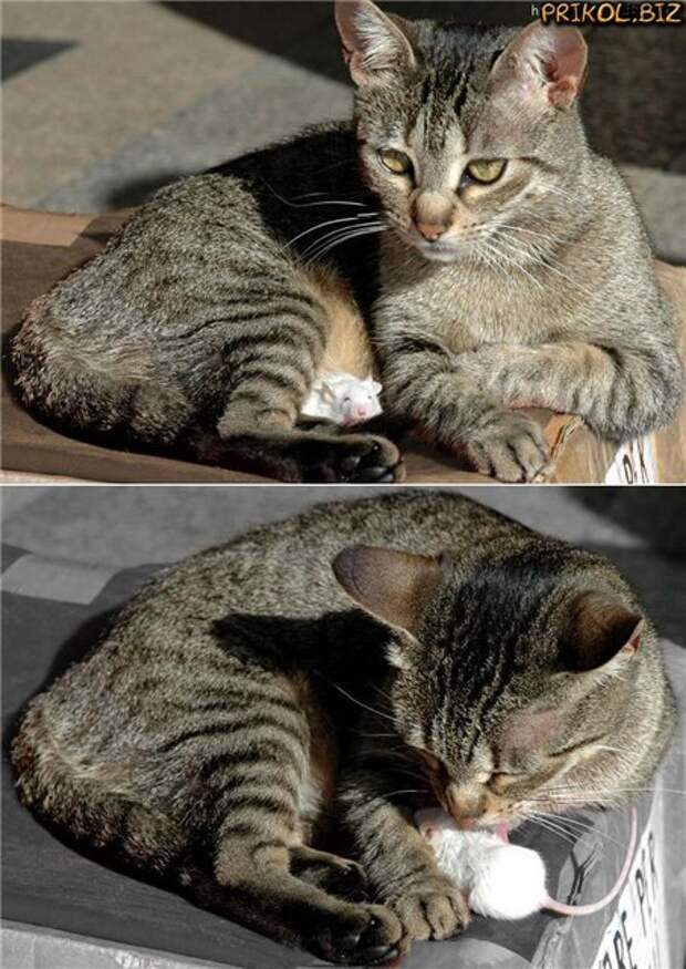 Дружба животных. Кошка и ее любимая мышка. Фото
