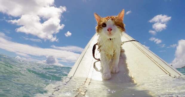 Одноглазый кот, занимающийся серфингом на Гавайях гавайи, кот, серфинг