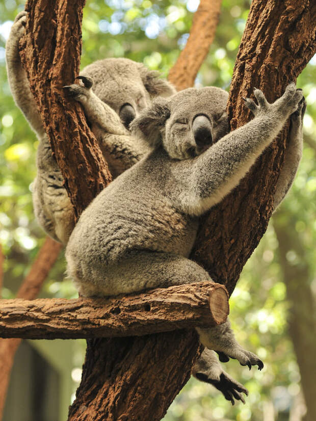 Ты, конечно, воображаешь, что они целыми днями спят на деревьях, такие милые, пушистые и мягкие зверьки, верно? видео, животные, коала, ужас
