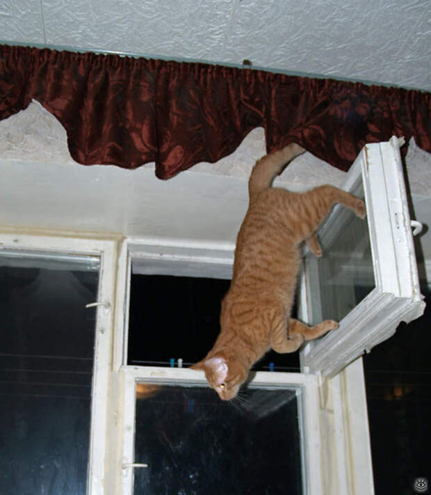 Коты, которых не берёт сила притяжения 0