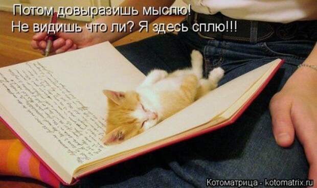Лучшая котоматрица недели (35 фото)