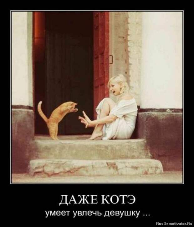 Демотиваторы про котЭ