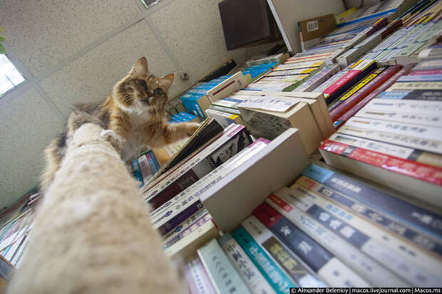 Кошки и книжки госпожи Чан
