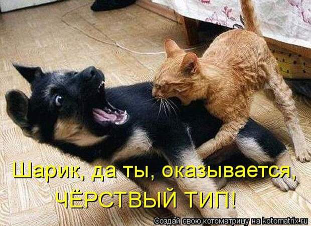 Лучшие котоматрицы недели (50 фото)
