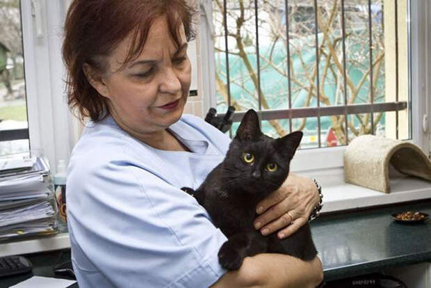 кот ухаживает за животными 