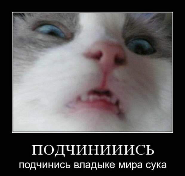 Демотиваторы и все самое прикольное на фото.