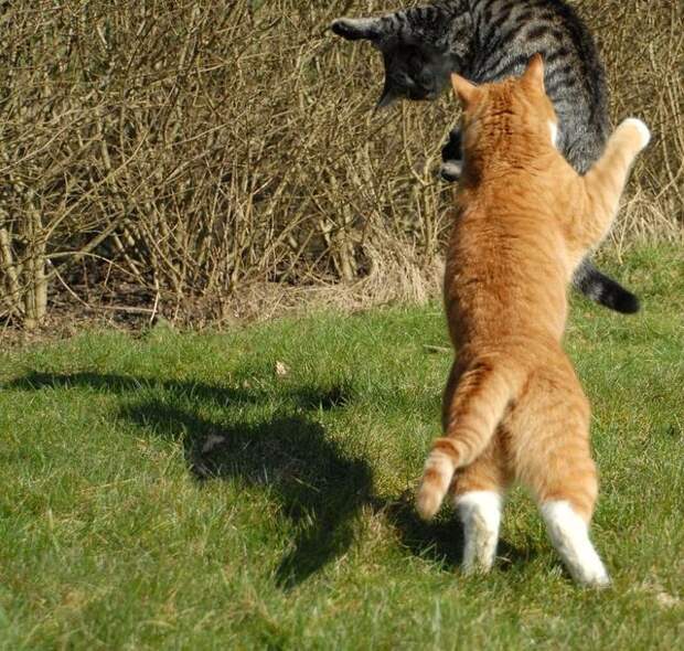 cat_flying_fight_06