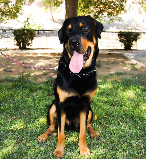 http://cdn.sheknows.com/articles/2015/07/rottweiler.jpg