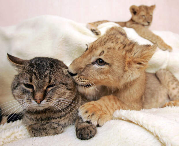 Львенок и кошка