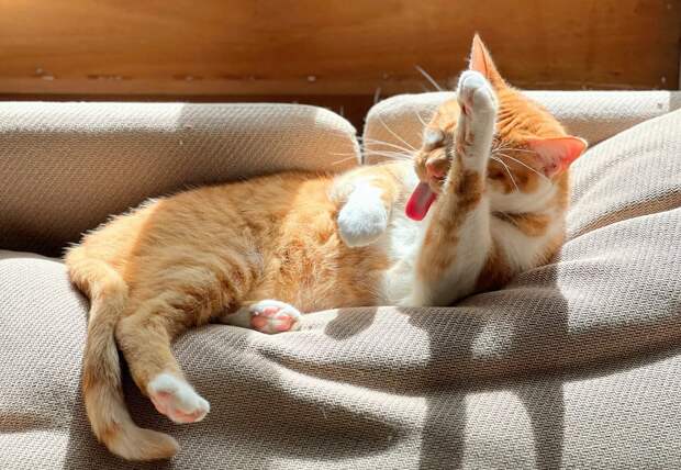 Почему кошки иногда лижут своих хозяев?