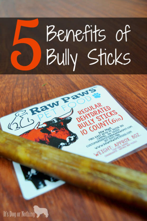 Bully sticks are a great treat for your dog and here are 5 reasons why!