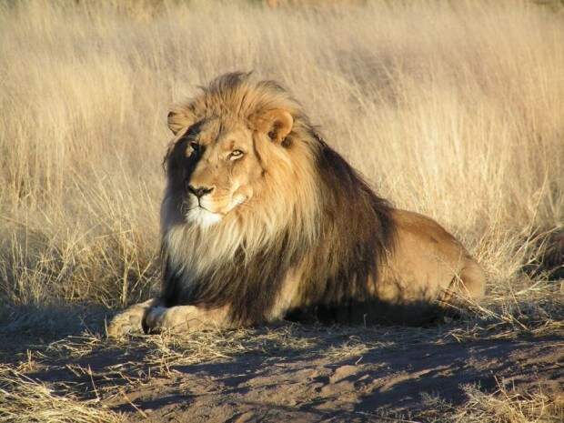 Львы (лат. Panthera leo) (англ. Lions)