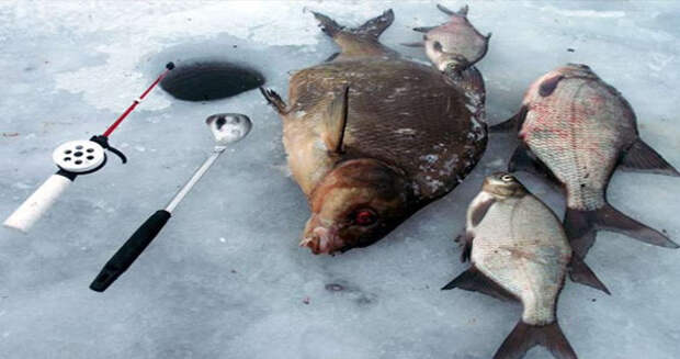 На гладком льду иллюстрации, лёд, окунь, рыба, рыбалка, фото, щука