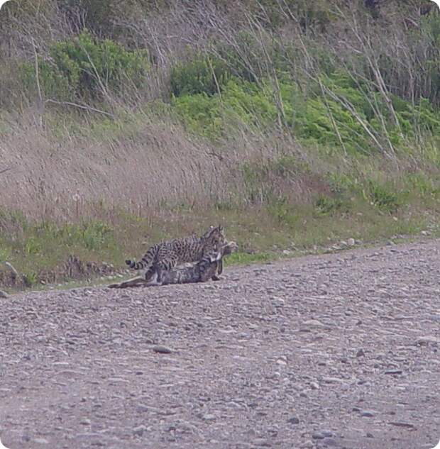 Чилийская кошка (лат. Leopardus guigna)