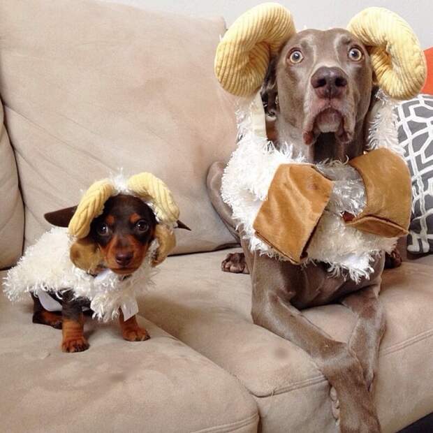 Пёс, Харлоу, дружба,собаки,  Harlow and Indiana,Harlow and Sage 