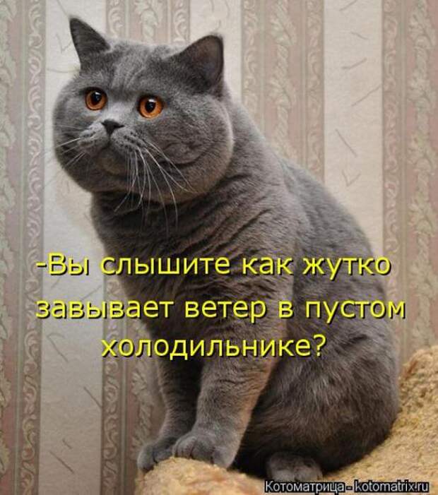 Котоматрицы(картинки с надписями)