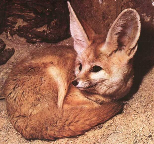 Фенек. Фото / fennec fox photo