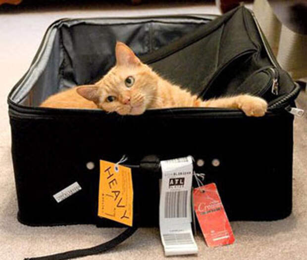 http://4.bp.blogspot.com/_1oeI_YTvkMU/SnFMLUXLLKI/AAAAAAAAR7g/mAOgZvWXSjI/s400/travelling_cat3.jpg