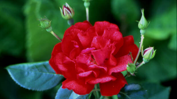 Для озеленения Владимира впервые высадят многолетние розы