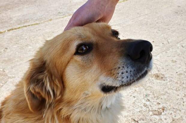 В Алуште таксист намеренно сбил Мусю и скрылся