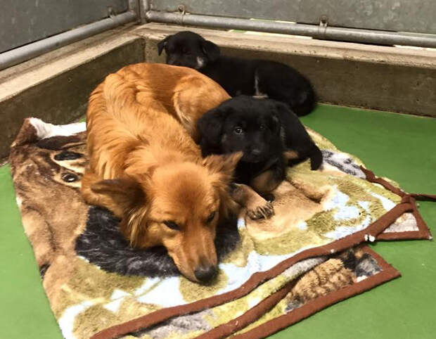 dog-escapes-kennel-comfort-puppies-barkers-pet-motel-1