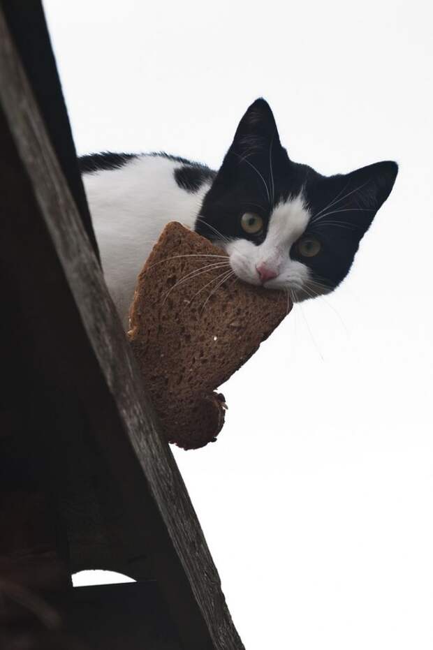 Коты, что парят, словно птицы Коты, что парят, словно птицы