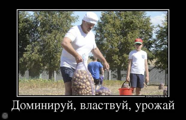 Доминируй, властвуй, урожай! 11