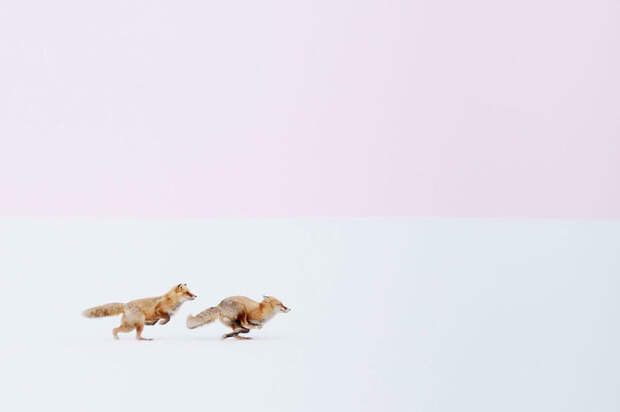 First Place Winner, Nature: Wherever You Go, I Will Follow You, Hokkaido, Japan