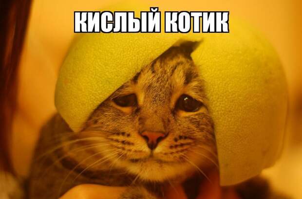 Смешные картинки с подписями катинки, прикол, юмор