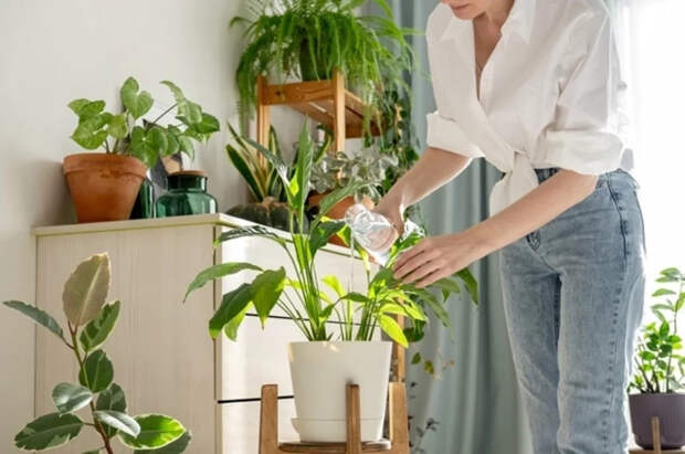 Эксперт Золотарева призвала не поливать комнатные растения жесткой водой