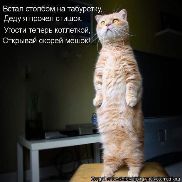 Лучшие котоматрицы прошедшей недели