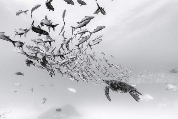 Царство тишины: фотограф более 30 лет документирует подводный мир