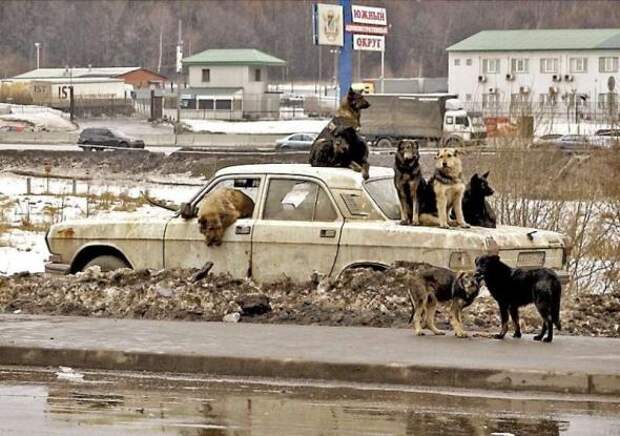 Подборка автоприколов - 35