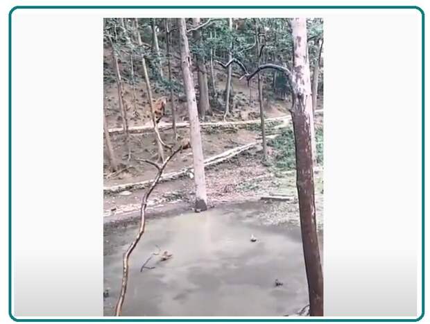 Обезьянки придумали развлечение: прыжки с дерева в воду