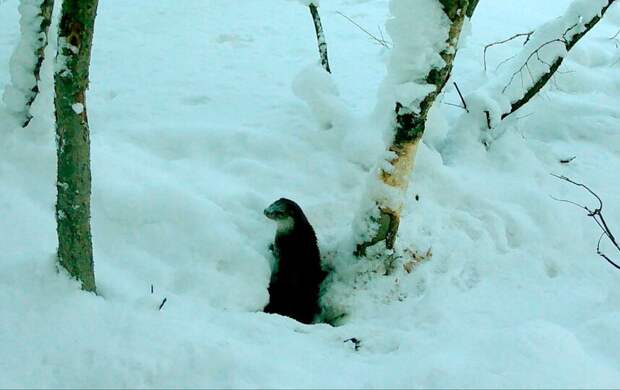 Выдра приняла снежные ванны в Ленобласти