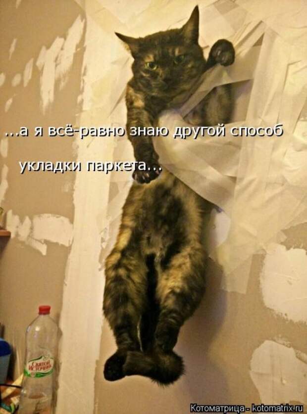 Новая котоматрица на Бугаге (30 фото)