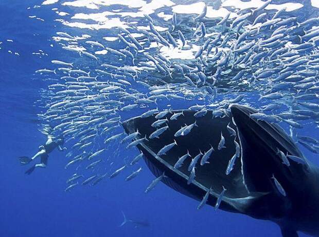 Интересные факты о Китах, Синий кит ест