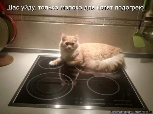 Новая котоматрица для хорошего настроения (28 фото)