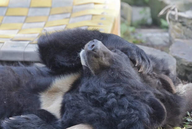 В калининградском зоопарке за неделю умерло сразу четверо животных