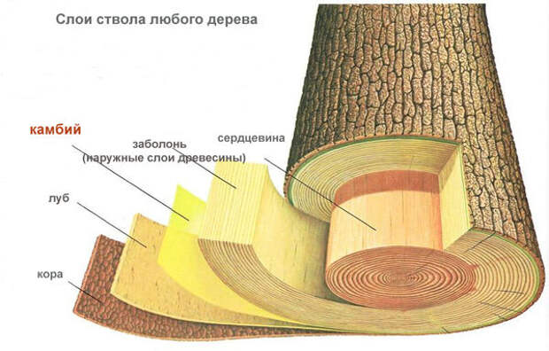 Слои дерева, схема с сайта  abcplanet.ru