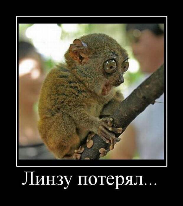 Демотиваторы (30 фото)